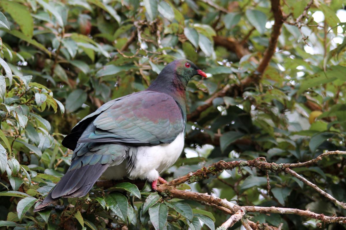 New Zealand Pigeon (Hemiphaga novaeseelandiae), Te Anau Milford Highway, New Zealand, 2014-03-06 New Zealand Pigeon (Hemiphaga novaeseelandiae)